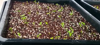 나무도깨비농원님의 기타작물 · 자유게시판 작성글 사진