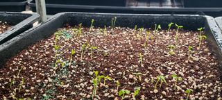 나무도깨비농원님의 기타작물 · 자유게시판 작성글 사진