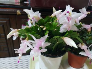 박귀님의 자유주제 · 자유게시판 작성글 사진