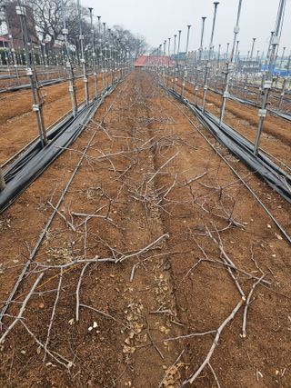 망운천지향토농원님의 자유주제 · 자유게시판 작성글 사진