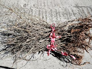 필리핀 양파님의 2월 내 작물 자랑하기 · 참여글 작성글 사진