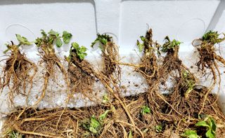 필리핀 양파님의 2월 내 작물 자랑하기 · 참여글 작성글 사진