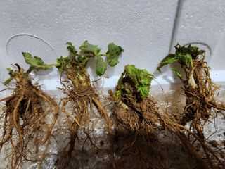 필리핀 양파님의 2월 내 작물 자랑하기 · 참여글 작성글 사진