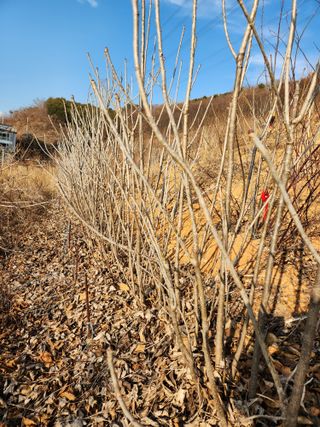 필리핀 양파님의 2월 내 작물 자랑하기 · 참여글 작성글 사진