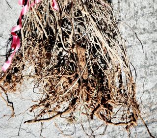 필리핀 양파님의 2월 내 작물 자랑하기 · 참여글 작성글 사진