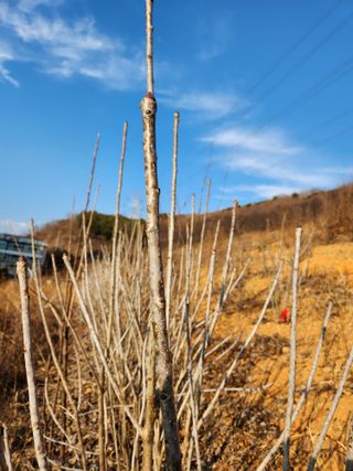 필리핀 양파님의 2월 내 작물 자랑하기 · 참여글 작성글 사진