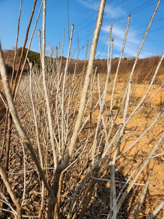 필리핀 양파님의 2월 내 작물 자랑하기 · 참여글 작성글 사진