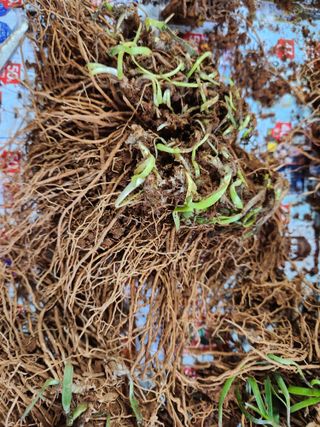 필리핀 양파님의 2월 내 작물 자랑하기 · 참여글 작성글 사진