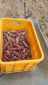 팜모닝 고구마·자유게시판 게시글 이미지