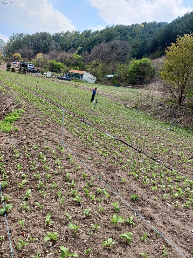 황덕순 님의 장터 판매 상품 [명이나물(산마늘)모종 판매] 첨부 사진