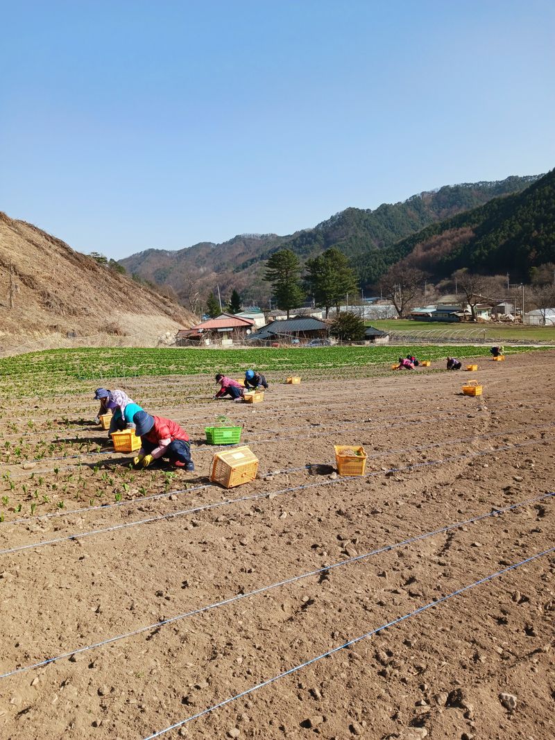 황덕순 님의 장터 판매 상품 [명이나물(산마늘)모종 판매] 첨부 사진