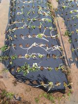 팜모닝 2월 내 작물 자랑하기·참여글 게시글 이미지