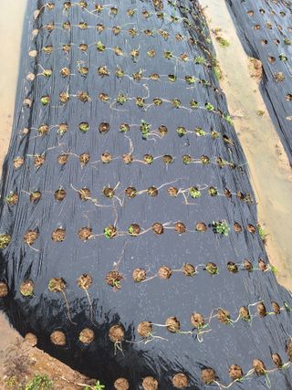 길가다우연히님의 2월 내 작물 자랑하기 · 참여글 작성글 사진