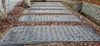 삼례텃밭지기님의 2월 내 작물 자랑하기 · 참여글 작성글 사진