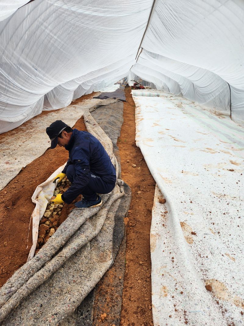 장터 상품 [감자  20키로] 썸네일
