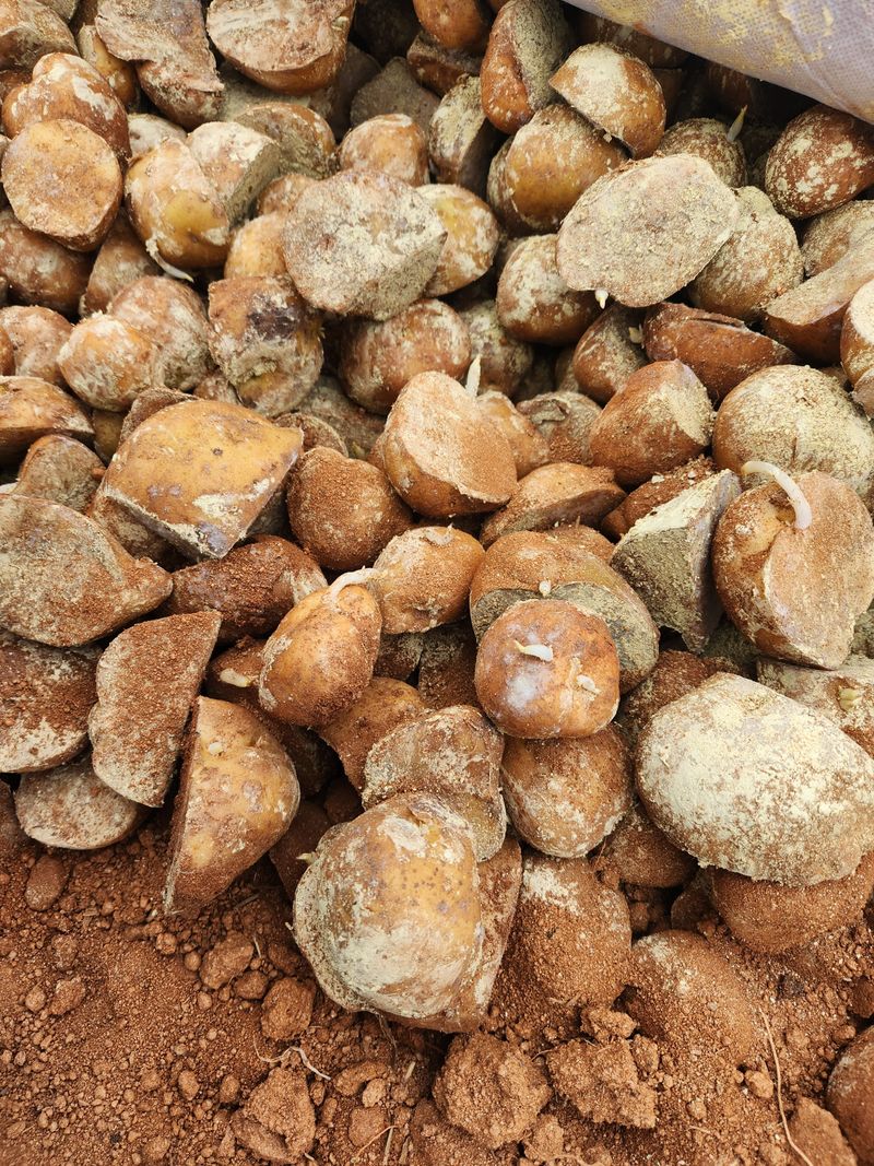 최승일님의 장터 판매 상품 [감자  20키로] 첨부 사진