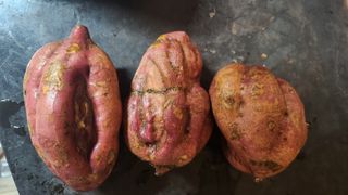 권철환님의 고구마 · 자유게시판 작성글 사진