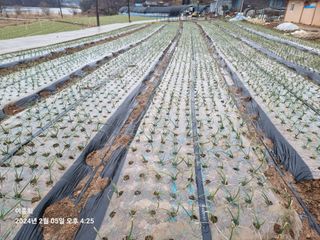 이흥희님의 2월 내 작물 자랑하기 · 참여글 작성글 사진