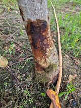 팜모닝 사과·병해충상담 게시글 이미지