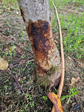 애플사랑님의 사과 · 병해충상담 작성글 사진