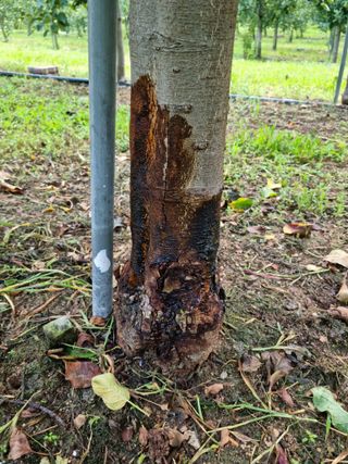 애플사랑님의 사과 · 병해충상담 작성글 사진