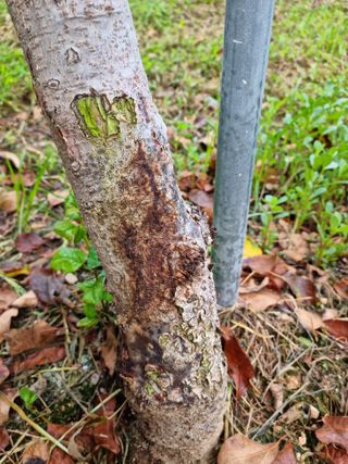 애플사랑님의 사과 · 병해충상담 작성글 사진