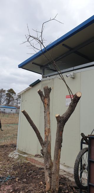 박선화님의 감 · 자유게시판 작성글 사진