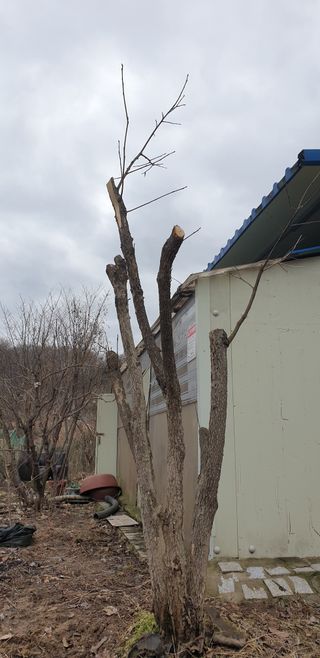 박선화님의 감 · 자유게시판 작성글 사진