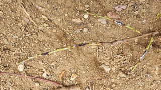 김영도님의 농사, 무엇이든 물어보세요! · 참여글 작성글 사진