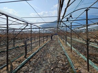 배추8281님의 2월 내 작물 자랑하기 · 참여글 작성글 사진