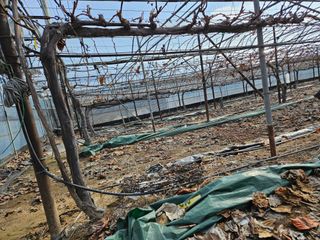 배추8281님의 2월 내 작물 자랑하기 · 참여글 작성글 사진