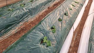 신동원님의 2월 내 작물 자랑하기 · 참여글 작성글 사진