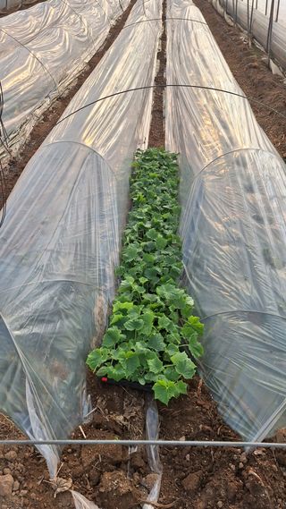 신동원님의 2월 내 작물 자랑하기 · 참여글 작성글 사진