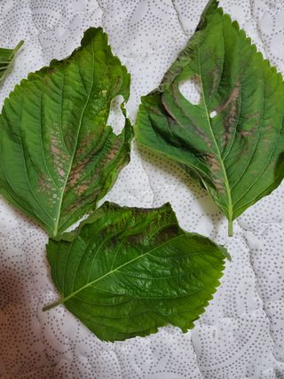 낙전제님의 들깨 · 병해충상담 작성글 사진