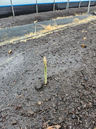 함안아스파라거스님의 요즘 우리동네 농작업은? · 참여글 작성글 사진