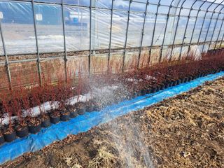 이재국님의 요즘 우리동네 농작업은? · 참여글 작성글 사진