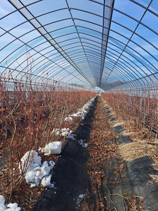 이재국님의 요즘 우리동네 농작업은? · 참여글 작성글 사진
