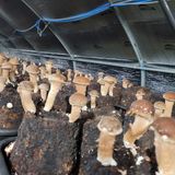 팜모닝 팜모닝·출석 게시글 이미지