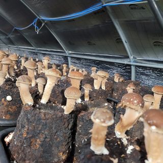 김민화님의 팜모닝 · 출석 작성글 사진