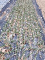 팜모닝 요즘 우리동네 농작업은?·참여글 게시글 이미지