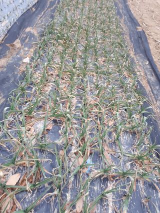 순자님의 요즘 우리동네 농작업은? · 참여글 작성글 사진