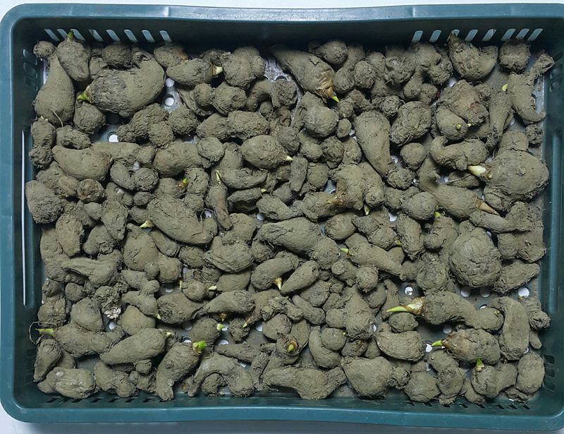 정보센터님의 장터 판매 상품 [왕토란 종자 3종류 : 5~40g ] 첨부 사진