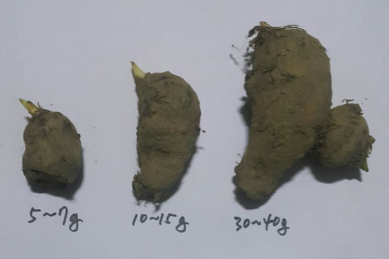 정보센터님의 장터 판매 상품 [왕토란 종자 3종류 : 5~40g ] 첨부 사진