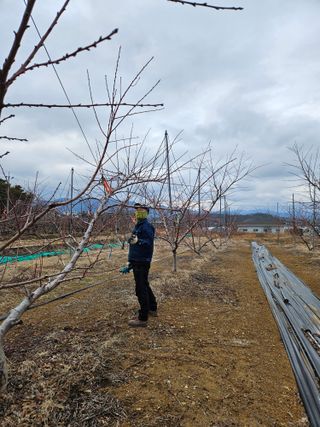 솔로매 소운농장님의 복숭아 · 자유게시판 작성글 사진