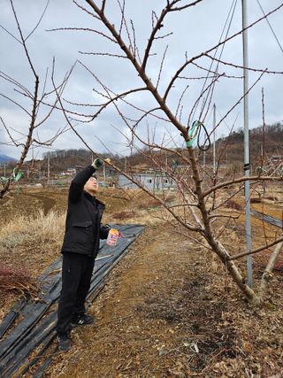 솔로매 소운농장님의 복숭아 · 자유게시판 작성글 사진