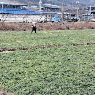 이은화님의 요즘 우리동네 농작업은? · 참여글 작성글 사진