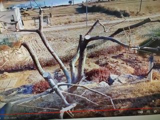 복숭아12601님의 요즘 우리동네 농작업은? · 참여글 작성글 사진