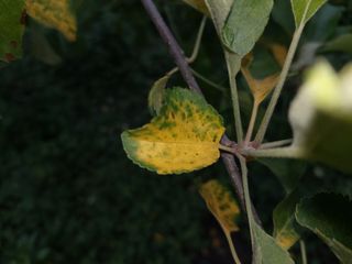 요원분교님의 사과 · 병해충상담 작성글 사진