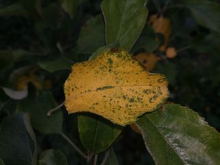 요원분교님의 사과 · 병해충상담 작성글 사진