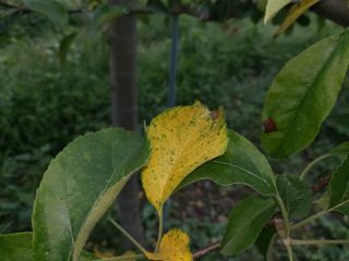 요원분교님의 사과 · 병해충상담 작성글 사진